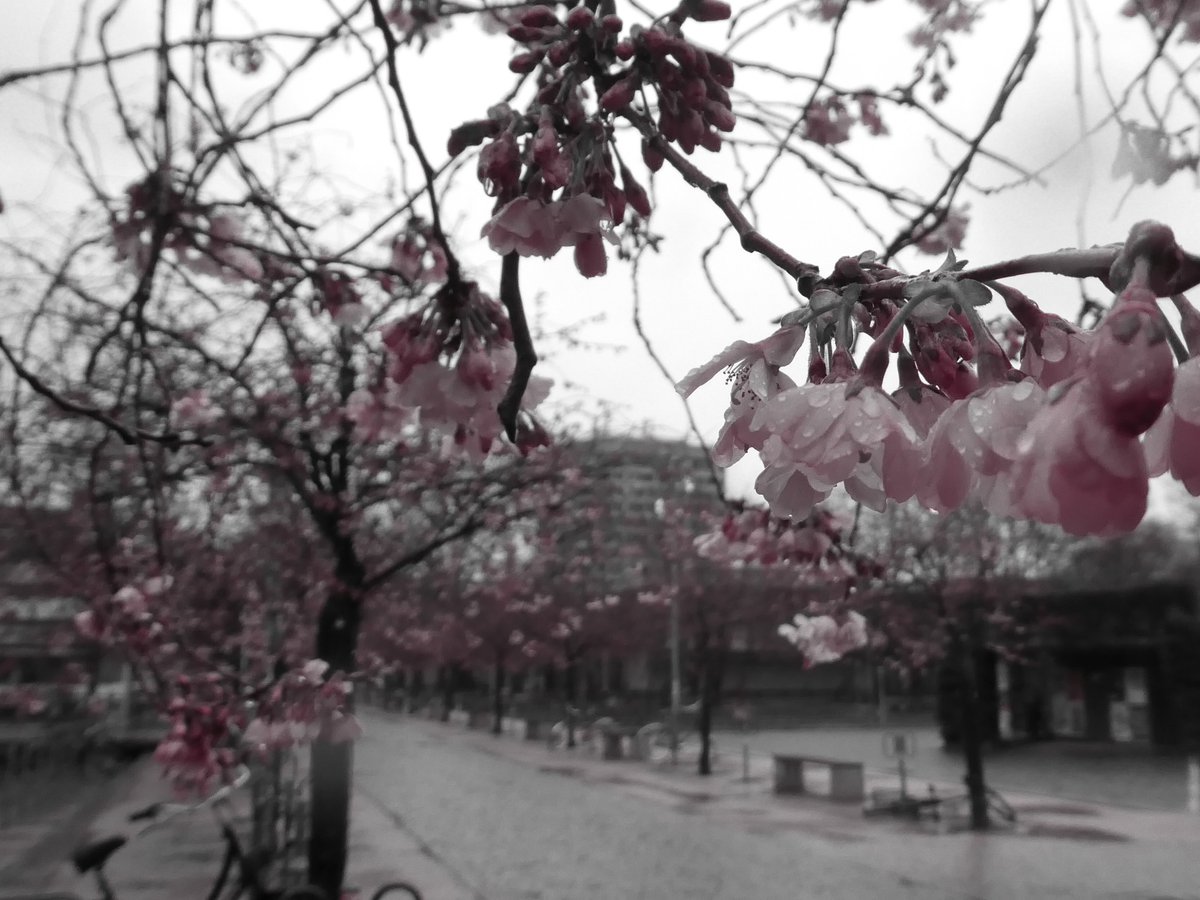 omaberta's tweet photo. Erste Kirschblüten auf dem #Campus in #Goettingen. Auch im #Regen schön. #Lumix #UniGoettingen #colourkey https://t.co/Skd3tA6Y67