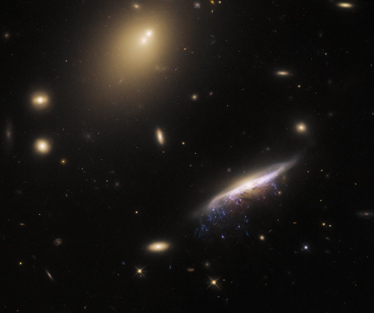 NASAGoddard's tweet photo. The universe is painting us a picture!  🎨

This jellyfish galaxy shows streams of star-forming gas that drip from the galaxy like wet paint. These tendrils form as the galaxy moves through space, and gas and dust are stripped from it. 
https://t.co/RgI1tKPpMI https://t.co/6Zymki1PbC