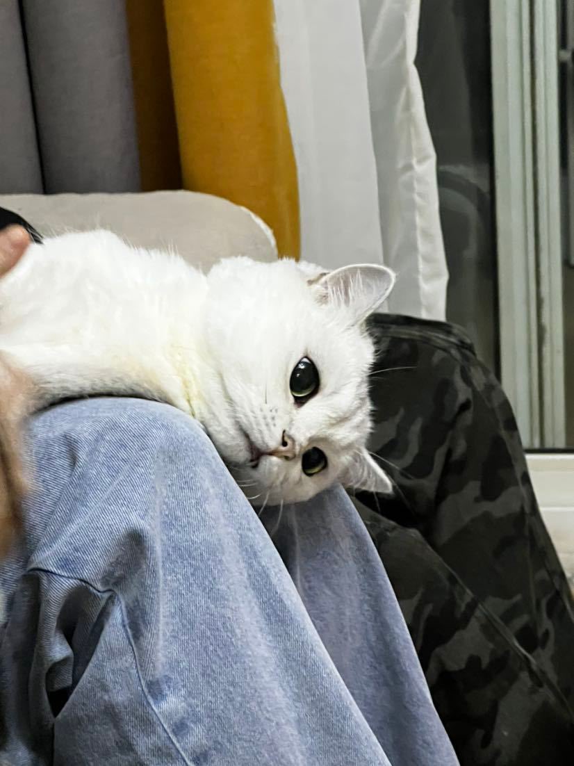 Cat48chn's tweet photo. Pudding (dyx)

#Cat48 #布丁TheCat https://t.co/8D4Zwpzuyw