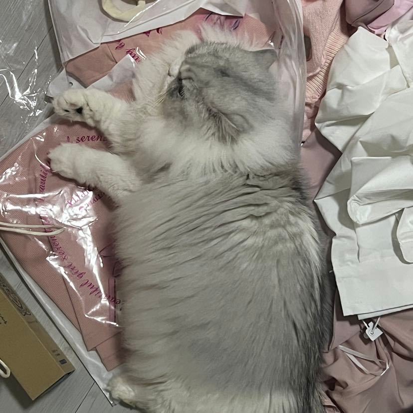 Cat48chn's tweet photo. DiuDiu (wy &amp; zsy)

#Cat48 #丢丢TheCat https://t.co/NYhI73A0gv