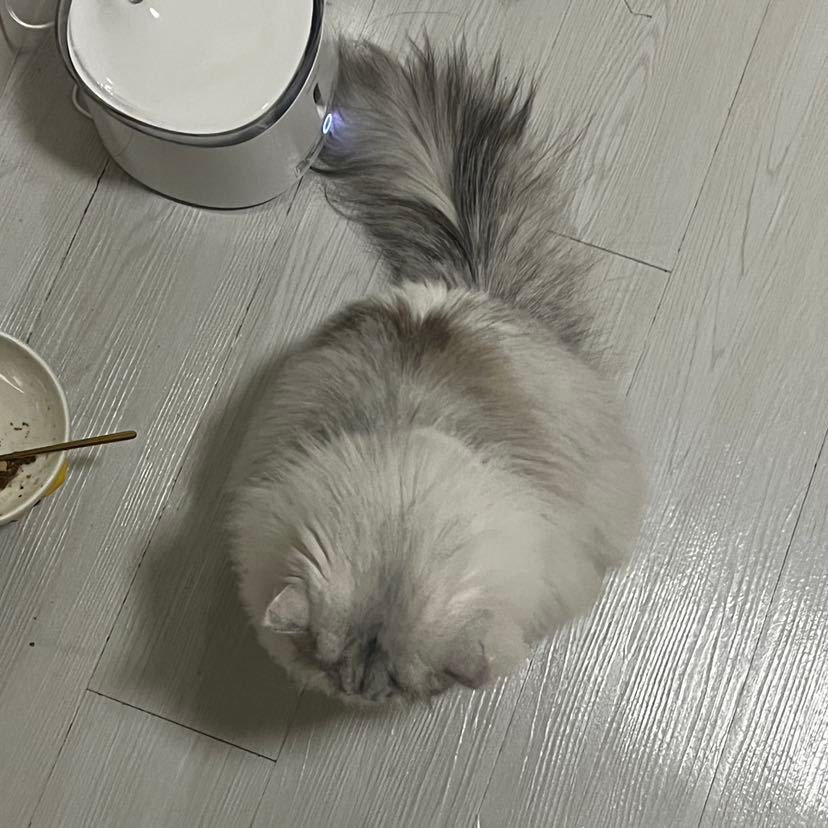 Cat48chn's tweet photo. DiuDiu (wy &amp; zsy)

#Cat48 #丢丢TheCat https://t.co/NYhI73A0gv