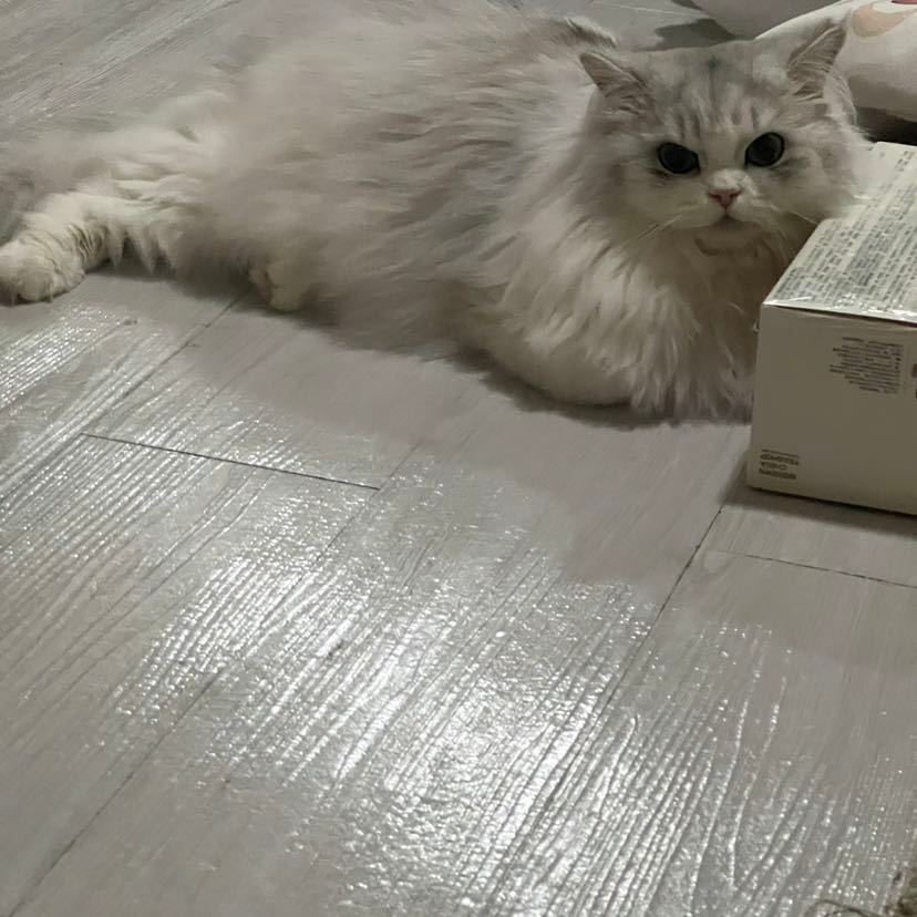 Cat48chn's tweet photo. DiuDiu (wy &amp; zsy)

#Cat48 #丢丢TheCat https://t.co/NYhI73A0gv