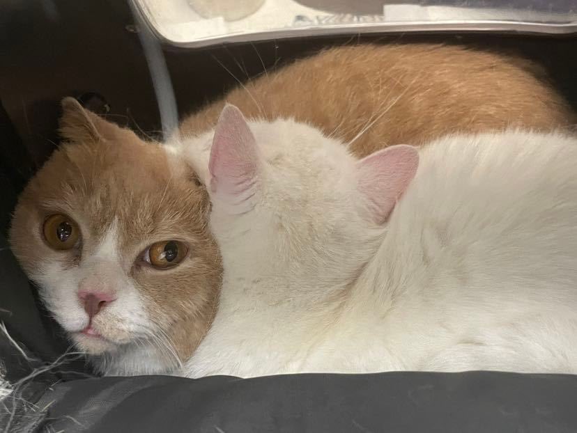 Cat48chn's tweet photo. Yenai (soki) &amp; Tudou (xcw) 

#Cat48 #椰奶TheCat #土豆TheCat https://t.co/dUyrFZWnAg