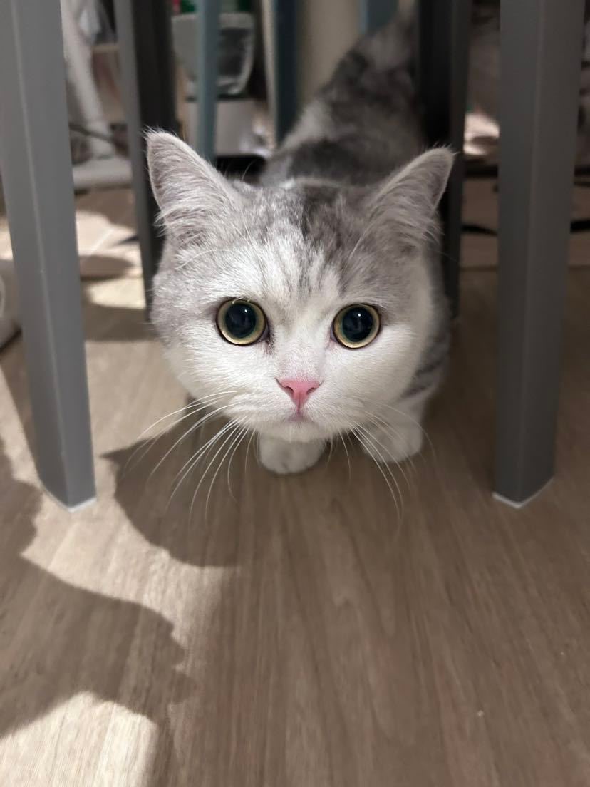 Cat48chn's tweet photo. Chacha (nk) 

#Cat48 #茶茶TheCat https://t.co/ukkXoAofCN