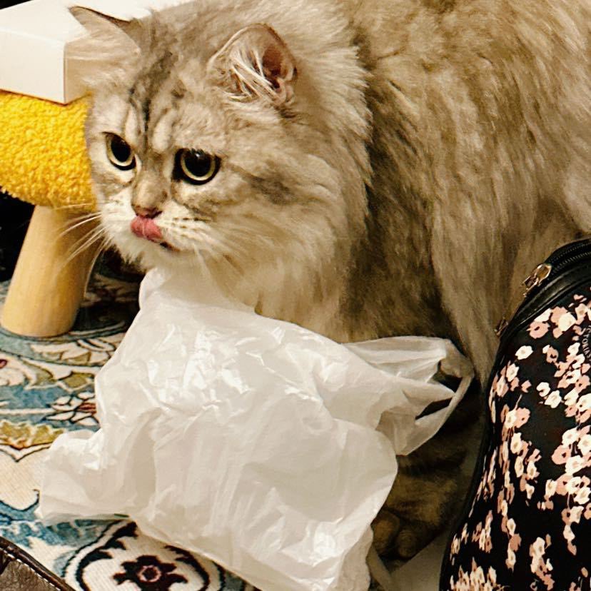 Cat48chn's tweet photo. Wuwu (naonao)

#Cat48 #呜呜TheCat https://t.co/4RFxelnvZs