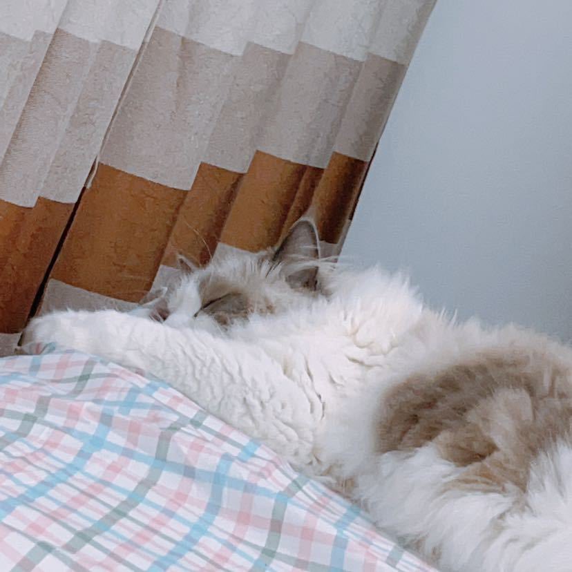 Cat48chn's tweet photo. Zaizai (yq) 

#Cat48 #崽崽TheCat https://t.co/vlZnb8u4Yh