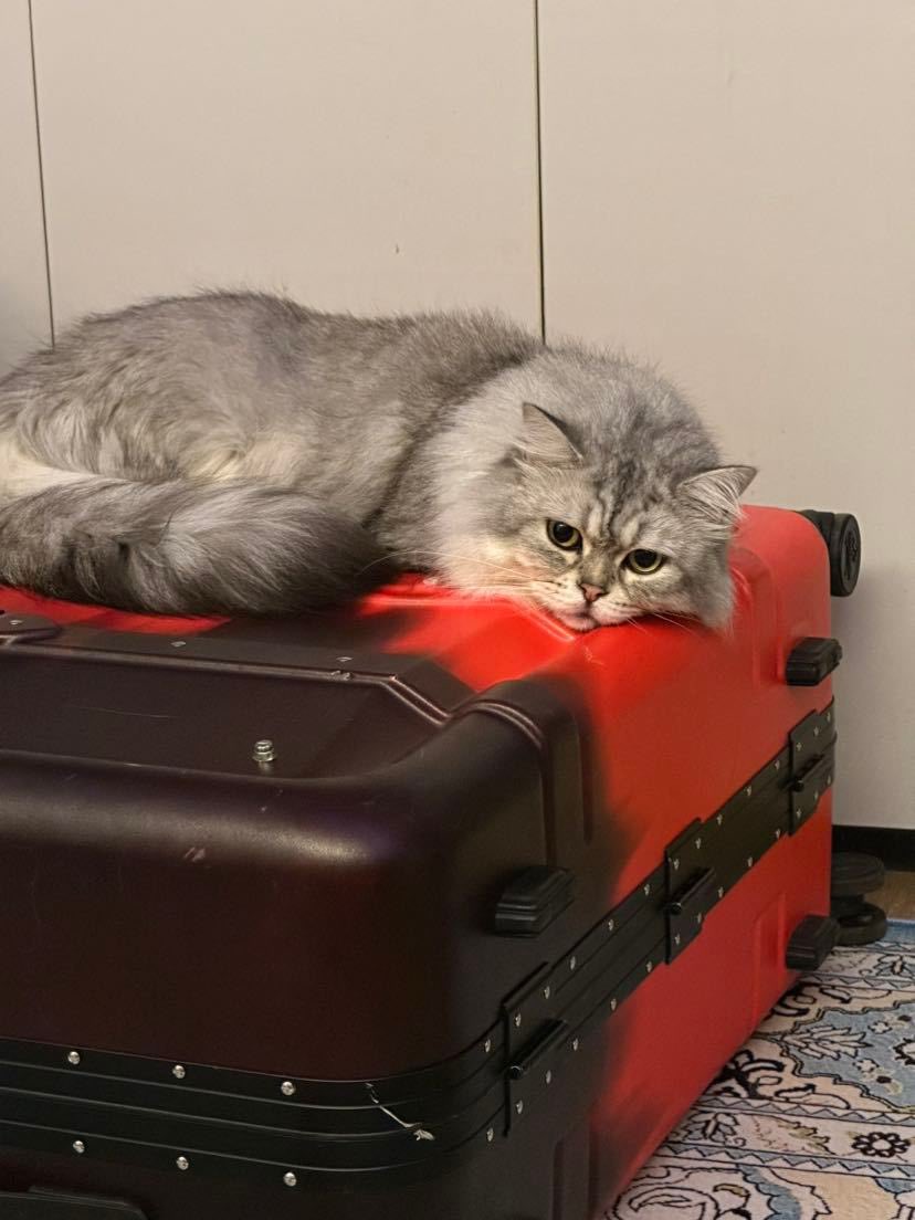 Cat48chn's tweet photo. Wuwu (naonao)

#Cat48 #呜呜TheCat https://t.co/CkshbcRWr1