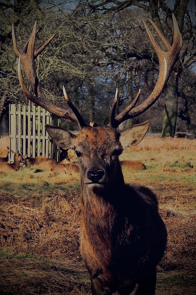 AledHall's tweet photo. Dim yn amal chi’n dod wyneb yn wyneb ag anifail anhygoel fel hwn.Lwcus bod gwd zoom ‘da fi #dimRHYagos
Not everyday you come face to face with such a gorgeous animal.Good job I had a good zoom #notTOOclose
@ThePhotoHour
#BushyPark #Deer
#NaturePhotograhpy #wildlifephotography https://t.co/y4OpBiQCj2