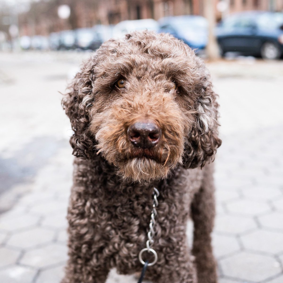 thedogist's tweet image. H.W., Labradoodle (15 y/o), Dekalb Ave. &amp;amp; Washington Park, Brooklyn, NY • “His name is from There Will be Blood. He’s the type of dog that people who are not dog people are deeply akin to. I didn’t grow up with dogs, and the second my mom met him, she was obsessed with him.”