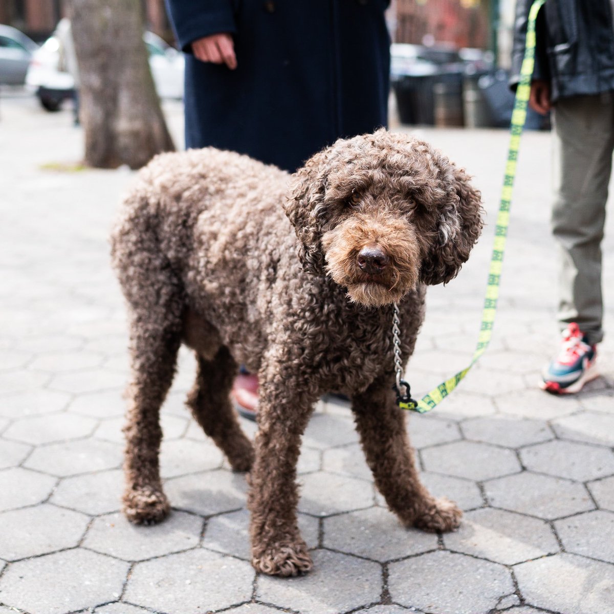 thedogist's tweet image. H.W., Labradoodle (15 y/o), Dekalb Ave. &amp;amp; Washington Park, Brooklyn, NY • “His name is from There Will be Blood. He’s the type of dog that people who are not dog people are deeply akin to. I didn’t grow up with dogs, and the second my mom met him, she was obsessed with him.”