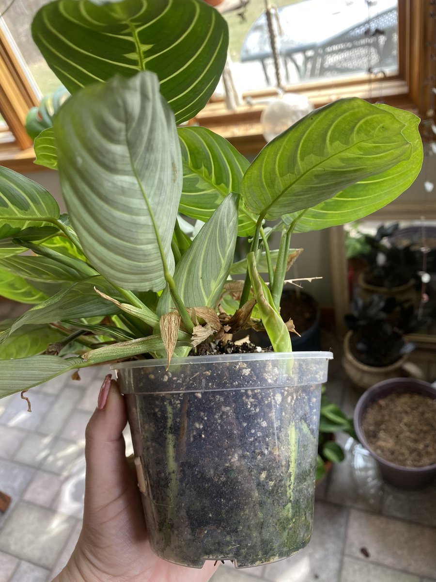 Nat on Twitter "Plant mystery, why is my calathea growing whole new