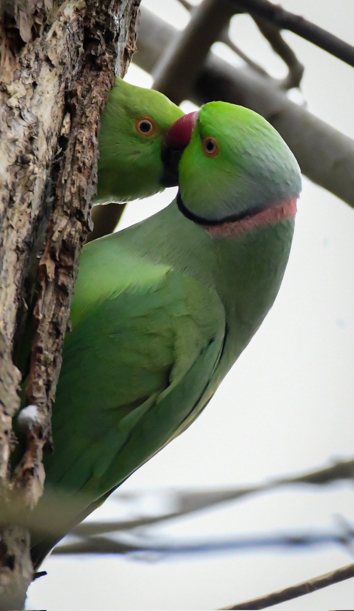 Timevalue_app's tweet photo. Some Ring Necked Parakeets at their nest in Heaton Park, probably a old woodpecker hole. 

#ringneckedparakeets
#heatonpark
#birdwatching #birdphotography #BirdsOfTwitter #BirdsSeenIn2023 #nikon #d500 #parrots https://t.co/dYjsewphr7