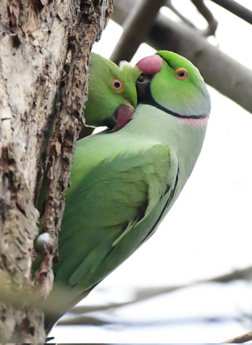 Timevalue_app's tweet photo. Some Ring Necked Parakeets at their nest in Heaton Park, probably a old woodpecker hole. 

#ringneckedparakeets
#heatonpark
#birdwatching #birdphotography #BirdsOfTwitter #BirdsSeenIn2023 #nikon #d500 #parrots https://t.co/dYjsewphr7
