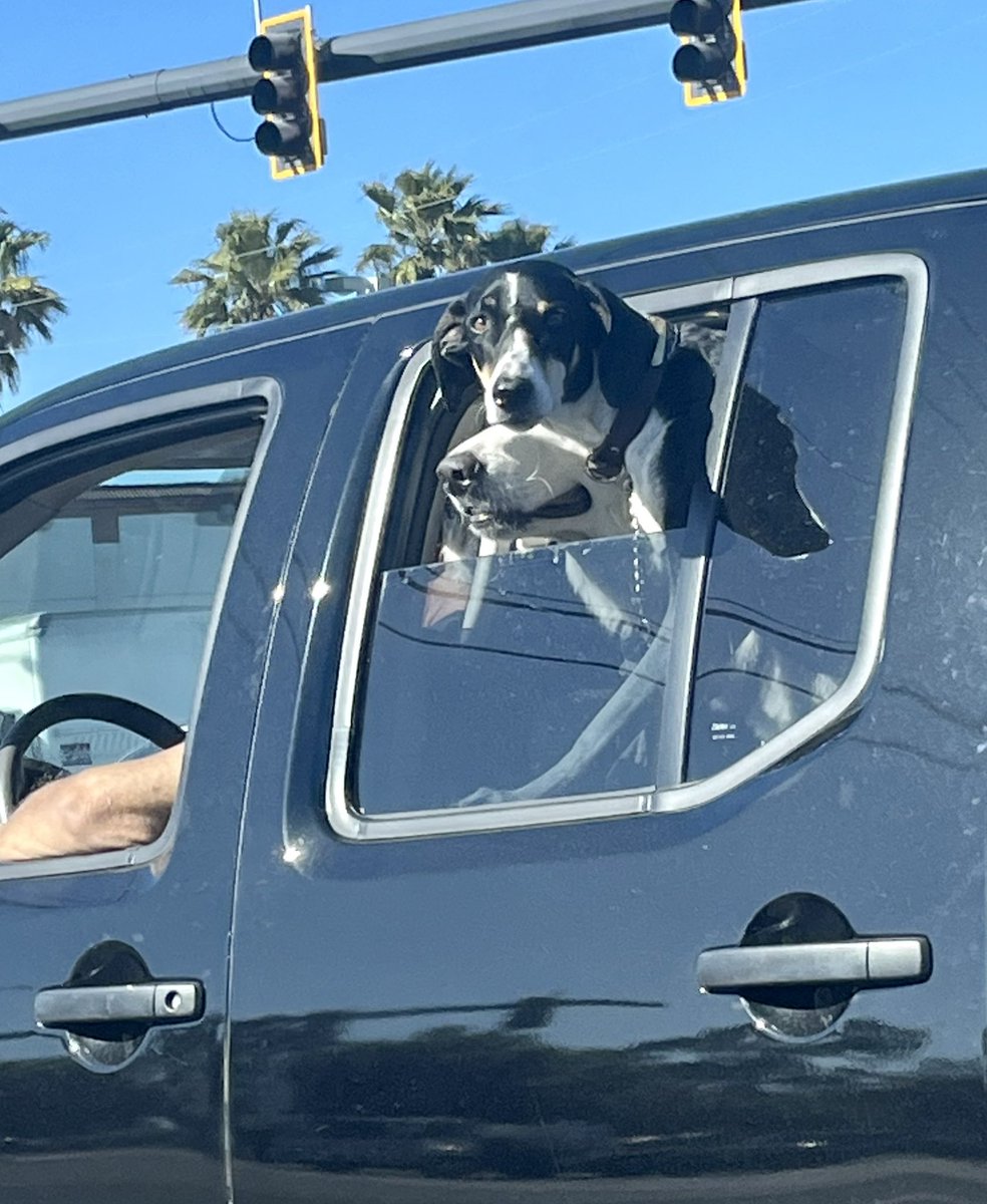 Doggo__Mom's tweet photo. Dogs >>> people most days. #doggo https://t.co/SPDlTu7qif