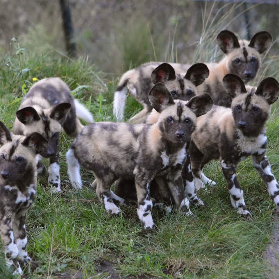 MstSafaris's tweet photo. https://t.co/pp2pDpMJ27