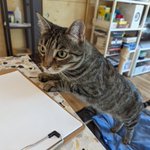 Photo by pico cat (@tinypicocat)