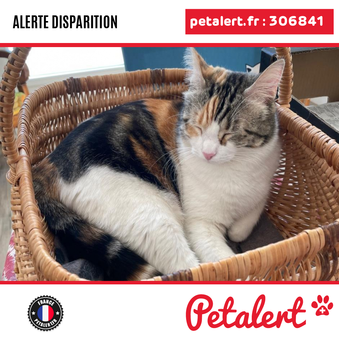 petalert_france's tweet photo. Disparu #Chat #PyreneesOrientales #Thuir #Petalert #PetAlert66 / https://t.co/TiZqY97xVe https://t.co/XcQgeYYTW1