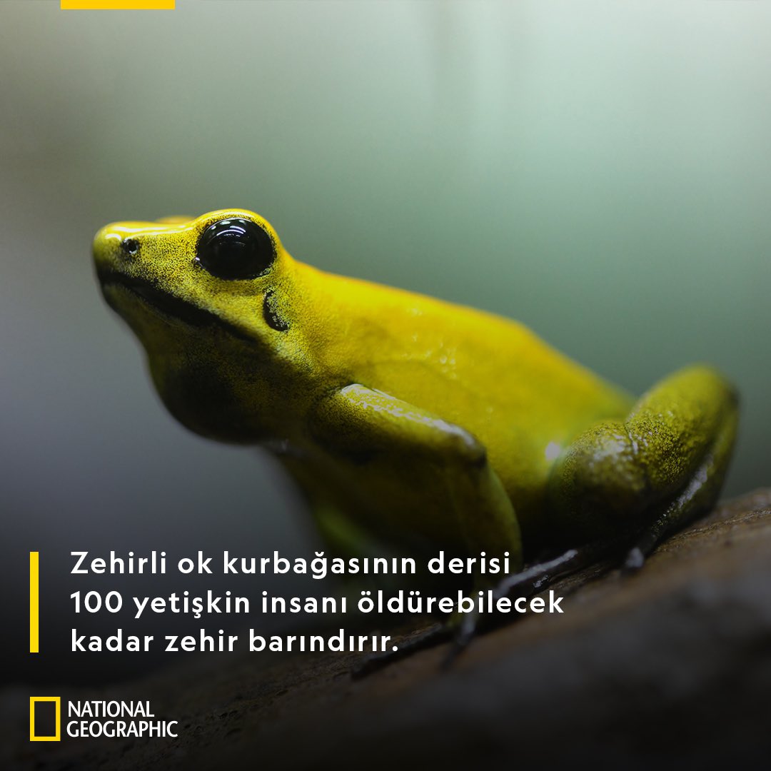 Pedram Türkoğlu tweet media