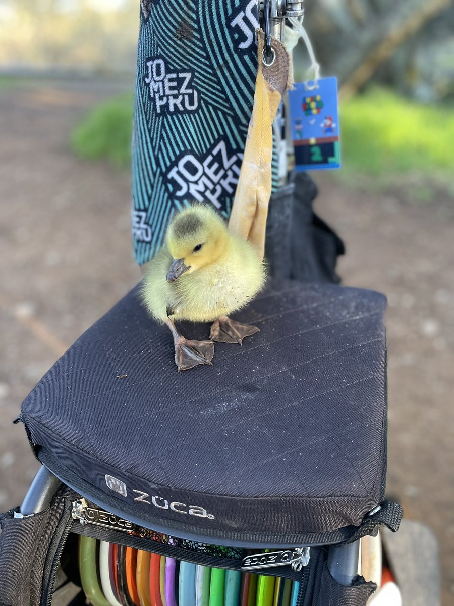 LostMuskateer's tweet photo. Played a round with my new friend Douglas today. He and I hooked up on hole 2 and he finished out,  he got a bit tired in the back nine so I gave him a ride.  #discgolf #babyduck #jomez https://t.co/AKSzOOKN3w