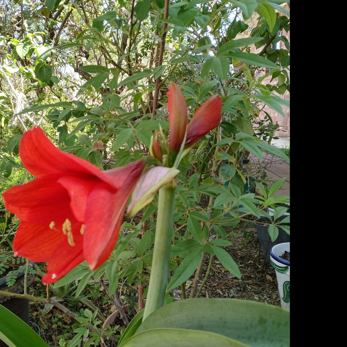 elkirbster's tweet photo. Halfway there.
#Lirios #LirioCandelaria #LirioRojo #Lirio #Lily #RedLily
#EaglePass
#EaglePassGarden
#EaglePassGardening
#EaglePassTx
#EaglePassTexas
#VisitEaglePass
#Homegrown
#HomegrownEP
#HomegrownEaglePass
#HomegrownTX
#HomegrownTexas
#EPGarden
#EPGardeningj https://t.co/xXOKuSUEPu