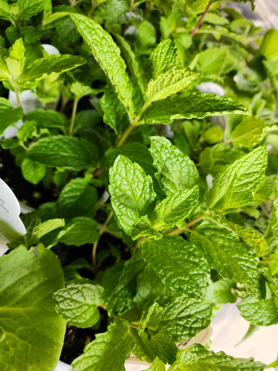 Fresh potted herbs and veggies in stock!