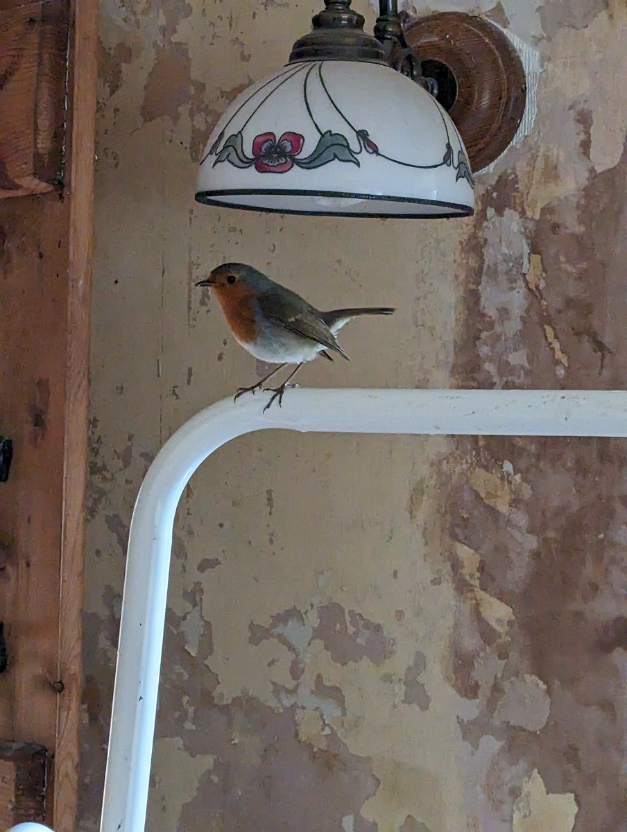 Harri_the_human's tweet photo. This little guy wandered in for a nosey, does this mean I'm Snow White now  🥰? https://t.co/4khHRB9TKn