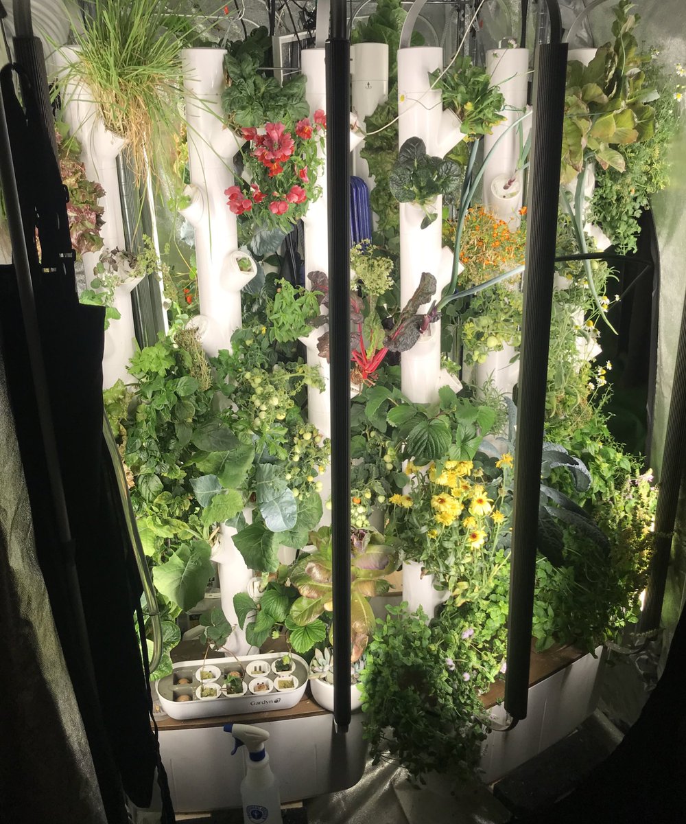 GangsterFine's tweet image. #LiquidTree outside, AND #Hydroponic inside .