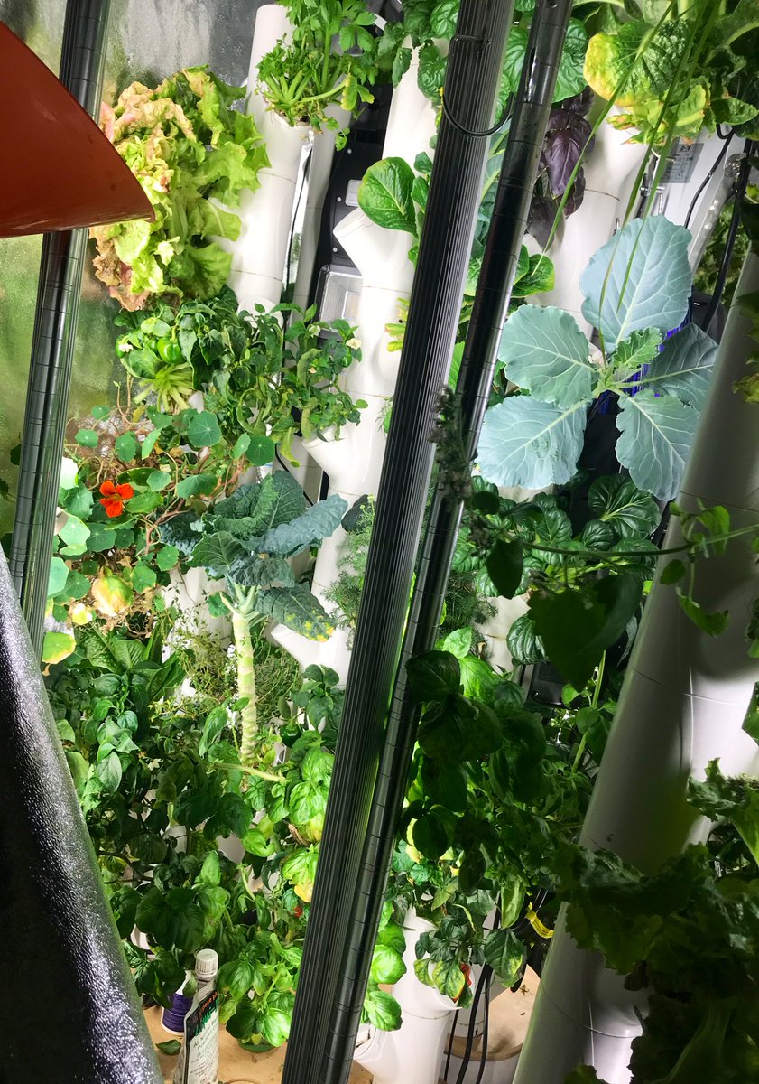 GangsterFine's tweet image. #LiquidTree outside, AND #Hydroponic inside .