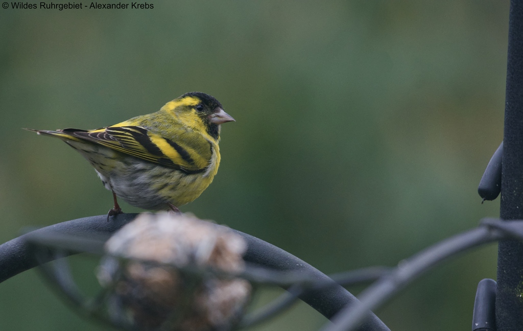 Stadtnatur - Farbenfroh an der Futterstelle

Dieser männliche Erlenzeisig fand den Meisenknödel doch sehr appetitlich und belohnte uns mit einem nicht so häufigen Anblick.
 
© Wildes Ruhrgebiet - Alexander Krebs
 
 #wildesruhrgebiet