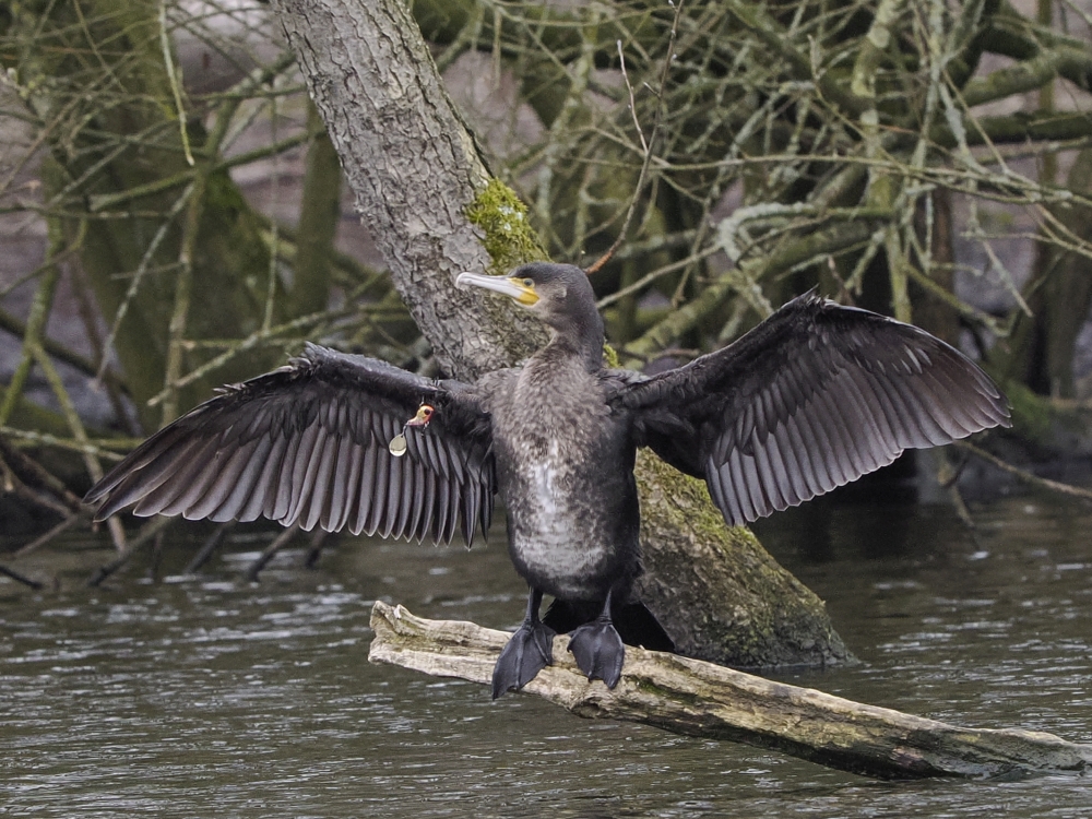 TwiePie's tweet photo. Het nadeel van #sportvissen ..
Vanmiddag in #Deventer 
@SportvisserijNL @vogelnieuws @Sovon @IVNNederland @VroegeVogels @Natuurmonument https://t.co/iix4qYzQ5R