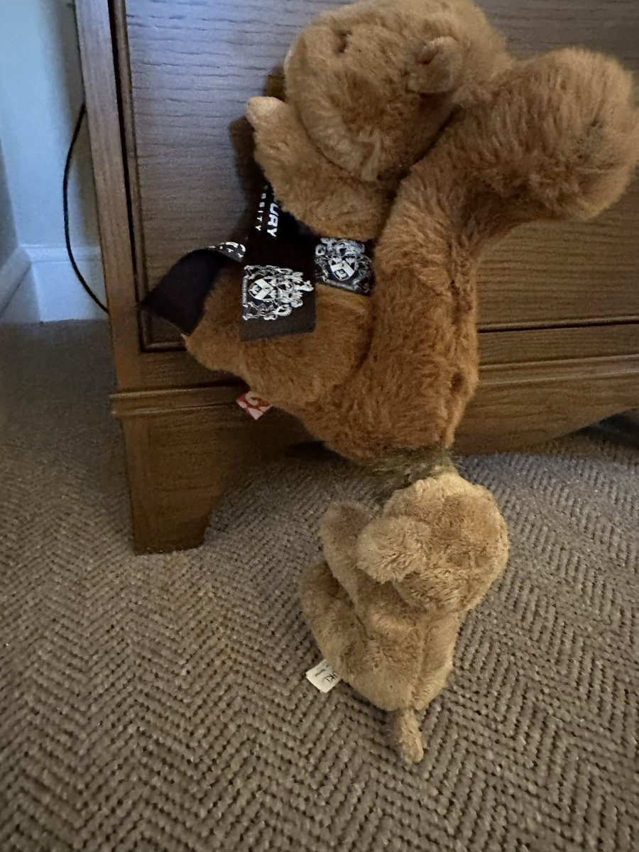 OttaBoss's tweet photo. I’ll get this @Hartpury #Squizzer 🐿️ #PresidentialPup https://t.co/6UcA8yVI7q