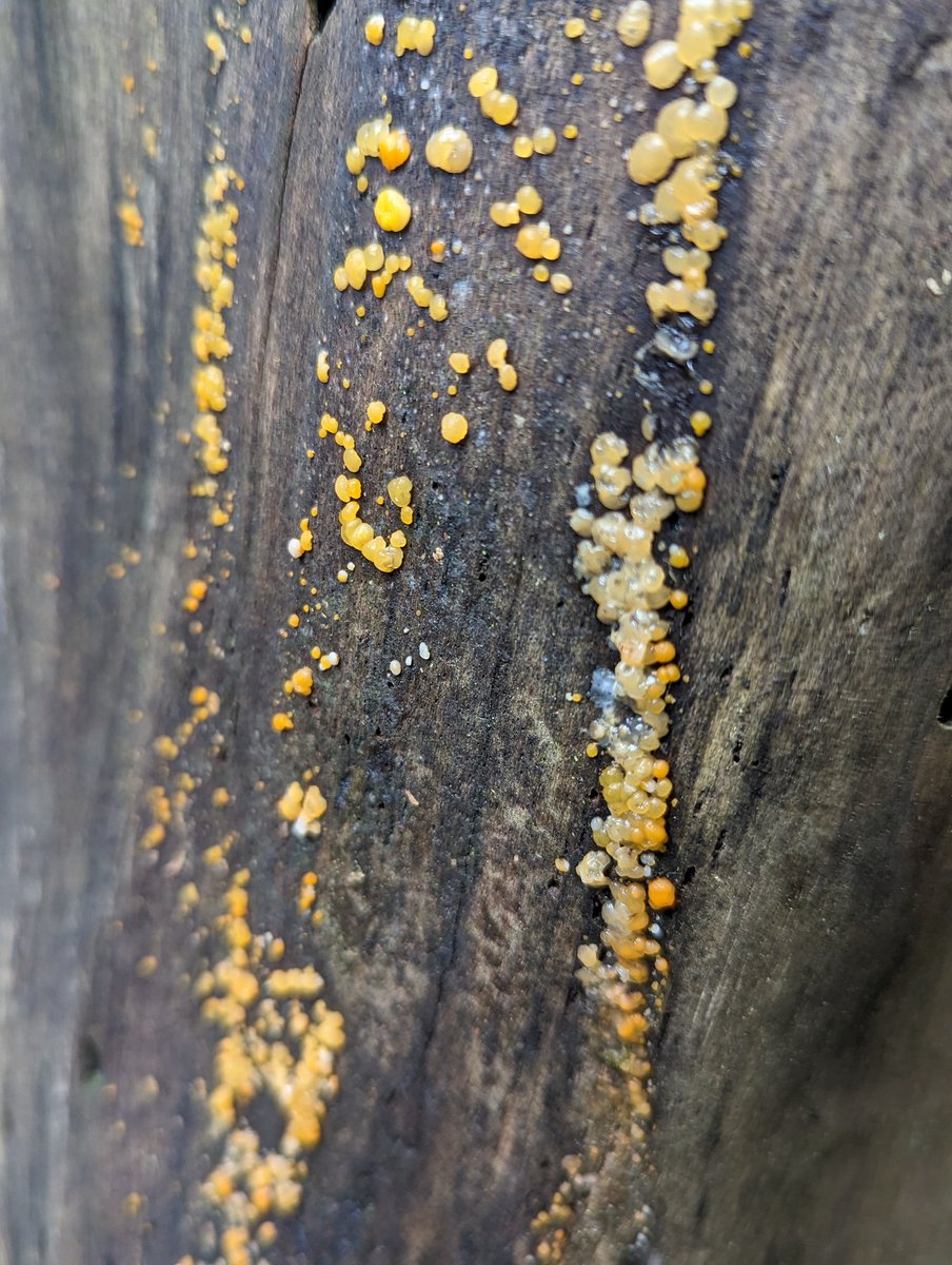 Common Jelly Spot fungus in Taf Fechan Forest 😁💚