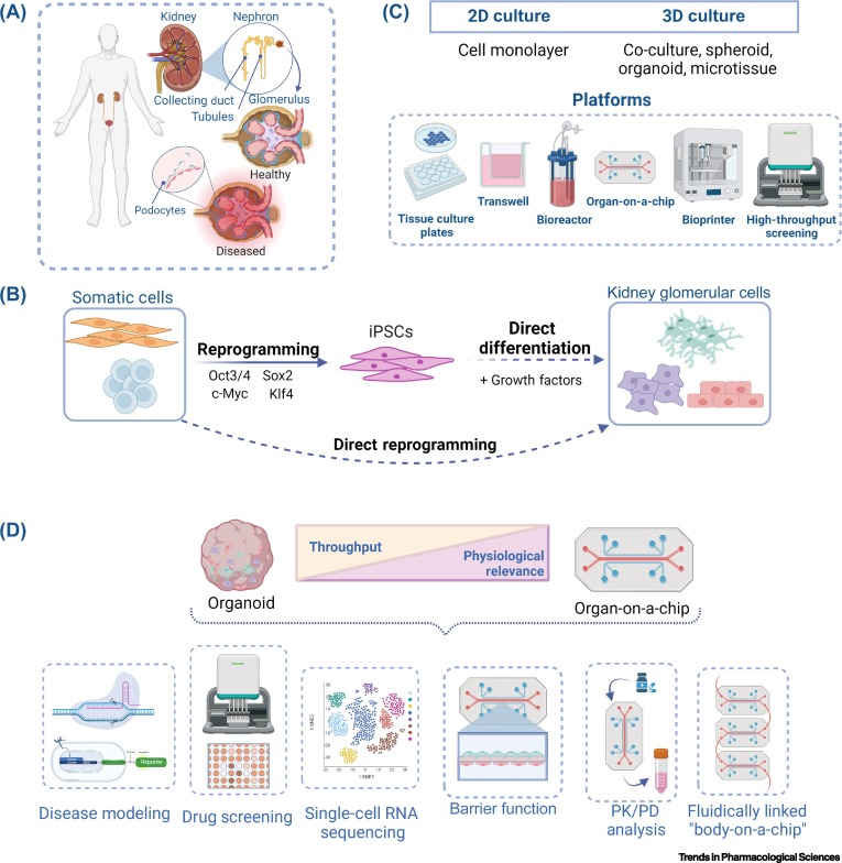 DukeKidney's tweet photo. New from Amanda Barreto, Dr Morgan Burt @ProfSamiraMusah @MusahLab in @TrendsinPharma 

Advancing drug discovery for glomerulopathies using stem-cell-derived kidney models

https://t.co/STnAIiOmDq https://t.co/asQxBPP4a0