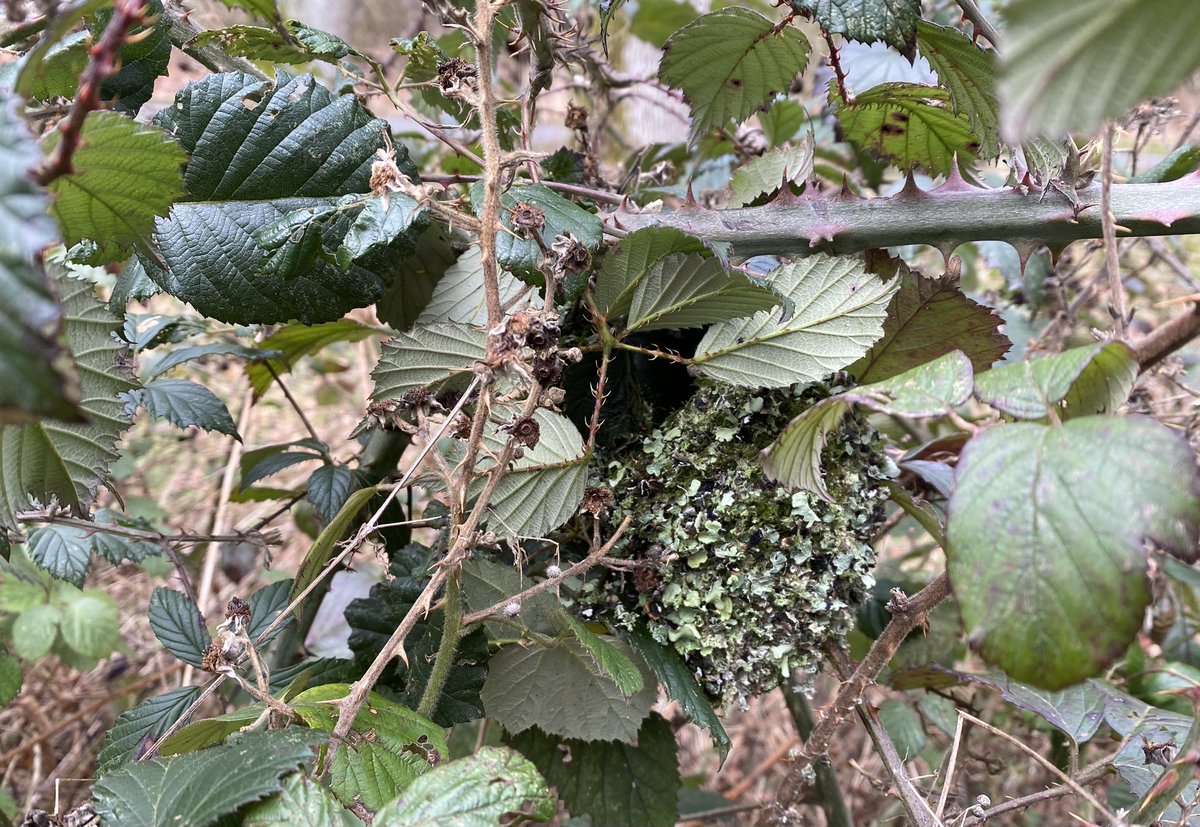 paulcoombes844's tweet photo. A lovely circular walk of the lakes / oak woods around @BlenheimPalace with @paulasykes1971 &amp; @RossSykes117 this afternoon 😎 
🐦 Red Kites, Treecreeper, Nuthatch, GSWoody, nesting GCGrebes, Mute Swans x3, Coots. Jackdaws, Rooks &amp; LTTits building 📸 Muntjac Deer 
26 Mar 2023 https://t.co/jV652h8zpi