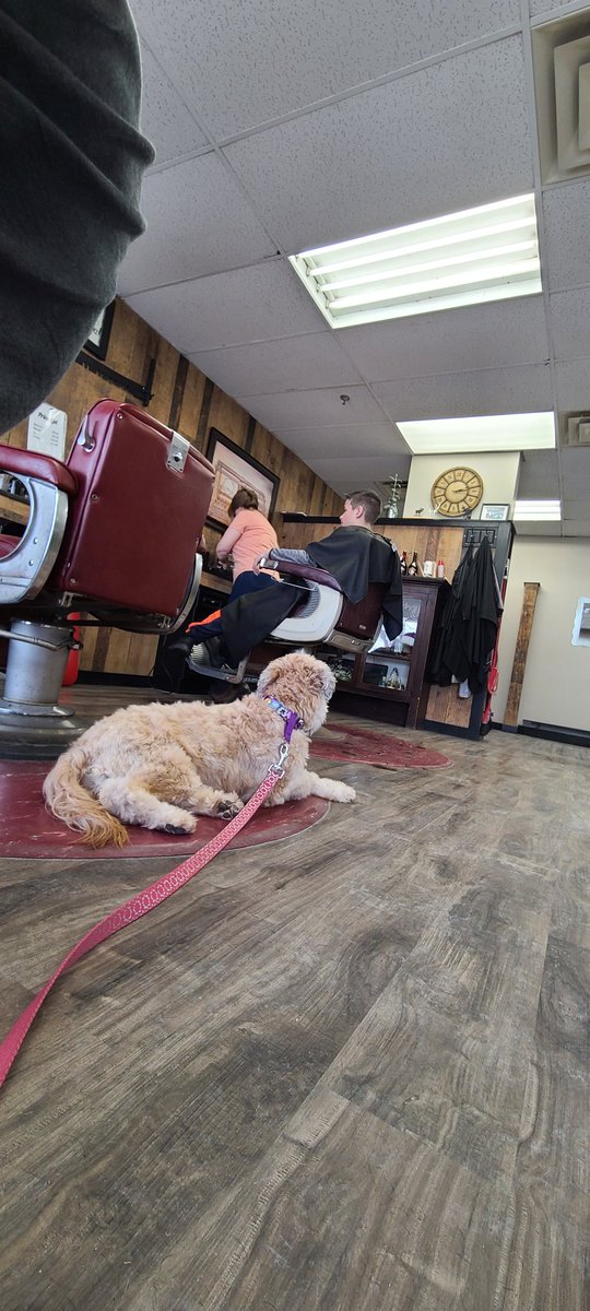 Just me watching my big little brother get groomed. #DogsOfTwitter #SCWT #Groomed #HairCut