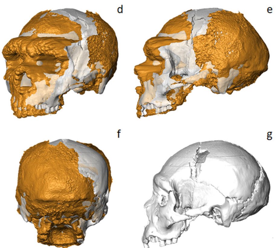 robertosaezm's tweet image. ¿Recordáis al neandertal embebido en una estalagmita de la cueva Altamura, Italia? Este es el estudio de su cráneo mediante una "excavación virtual". Muy interesante: 
Virtual excavation and analysis of the early
Neanderthal cranium from Altamura (Italy) nature.com/articles/s4200…