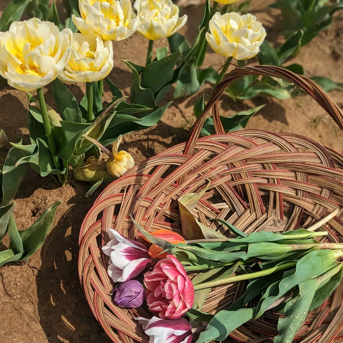 kupoknots's tweet photo. Didn't have pink dye so I made my own from my old, dried up bouquet of tulips I got a few weeks ago. (⁠ ⁠◜⁠‿⁠◝⁠ ⁠)⁠♡ Now I just need a cute pink bow to go on Poogie's tail. 🐽🐖

@monsterhunter 
#MonsterHunter #poogie 🐷 https://t.co/P88YIfZHCI
