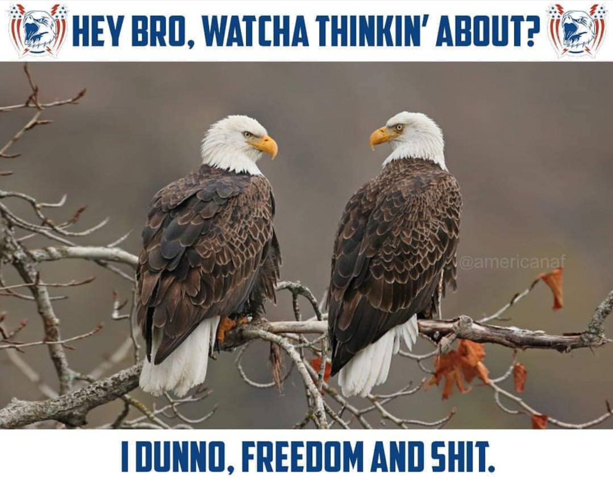 Let's just focus on freedom &amp; pursuit of happiness.