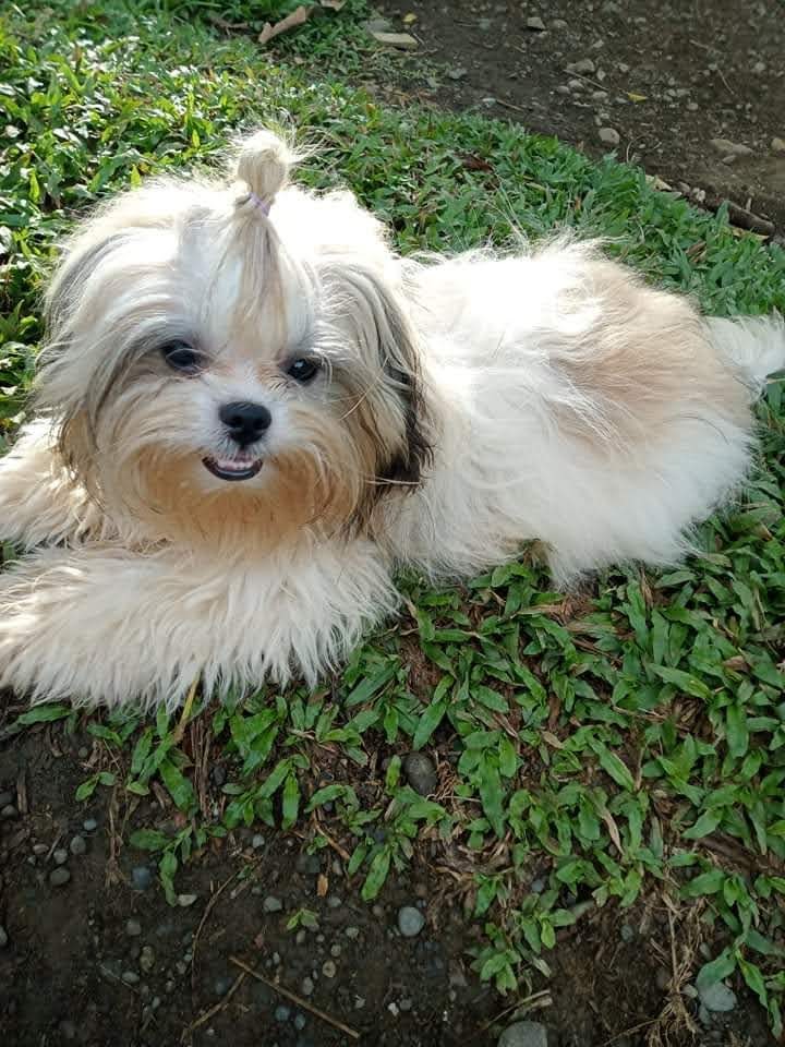 TeacupPh's tweet photo. Good morning. Wishing you all a Happy Monday and a Great Week ahead. 34C again. No days forecast below 30C here in Iloilo for 2 months! Thats's Philippine life! Take care and have a Lovely day. Teacup.xx🇵🇭🐶❤️💞🥰😍🙂👍
#dogs #dogsoftwitter #furry #frienfs #MondayVibes #Monday https://t.co/vdVPyb0es3