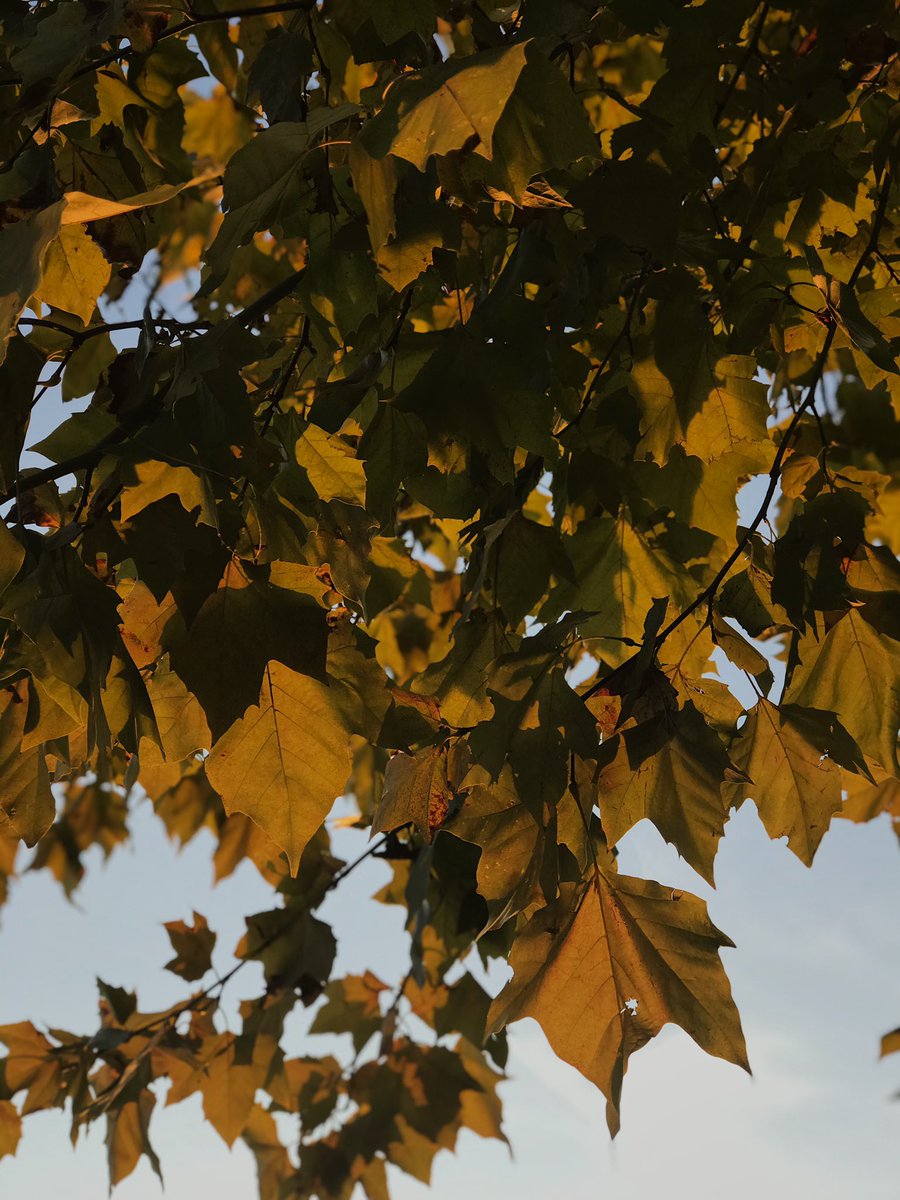 lifeinSerbia's tweet photo. Autumn in Serbia🧡 #Autumn #Leafs #FLOWER #viral https://t.co/wQwUfWoEvb