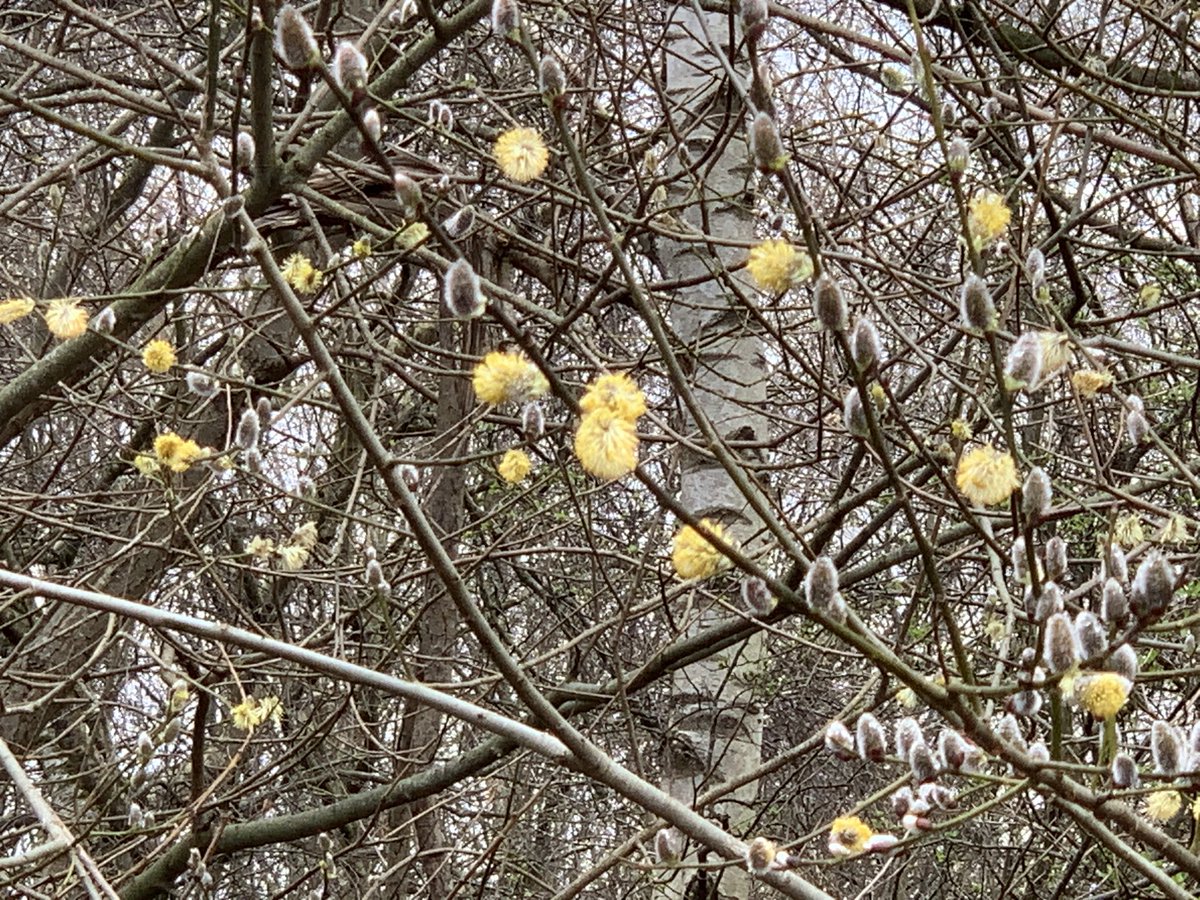 DelepChimney's tweet photo. A #walk today past the old #Hasland #Locoshed site, which #nature has gradually reclaimed in the last fifty years #NaturePhotography https://t.co/hyo5M0nbtT