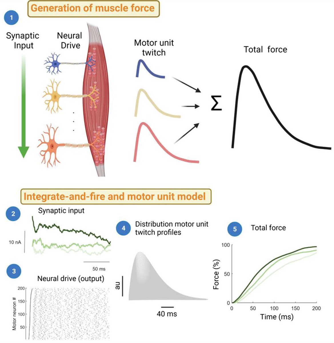 Omid_HopeUni's tweet image. Maximal rate of force development across human individuals is mainly attributable to the rate of motor unit recruitment.

#muscle #RFD #motorunit             journals.lww.com/acsm-essr/Abst…