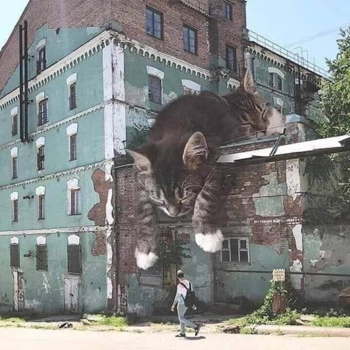 dailydose_cats's tweet photo. Graffiti - Artist - Claudia Jay Brestovansky https://t.co/xajFaCavxu
