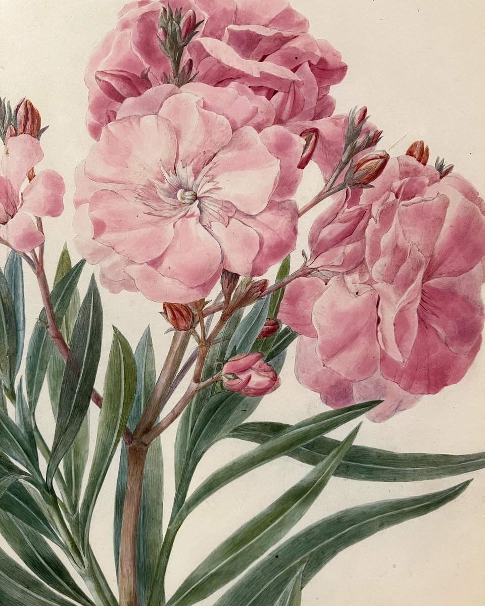 Bella Maniera tweet media