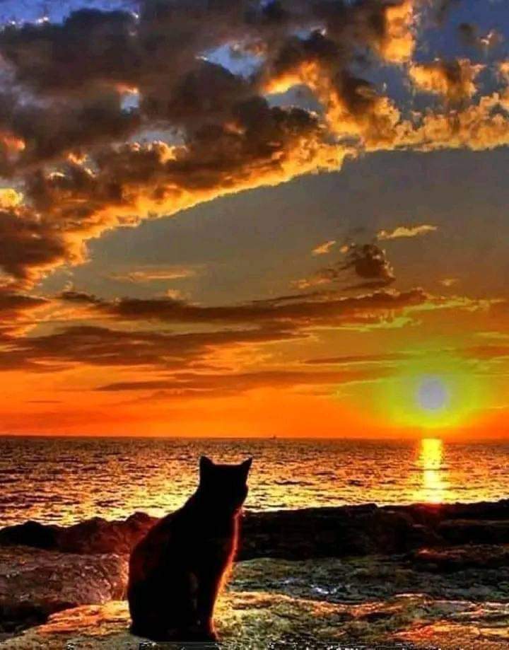 Good evening murrfriends 😻😻😻