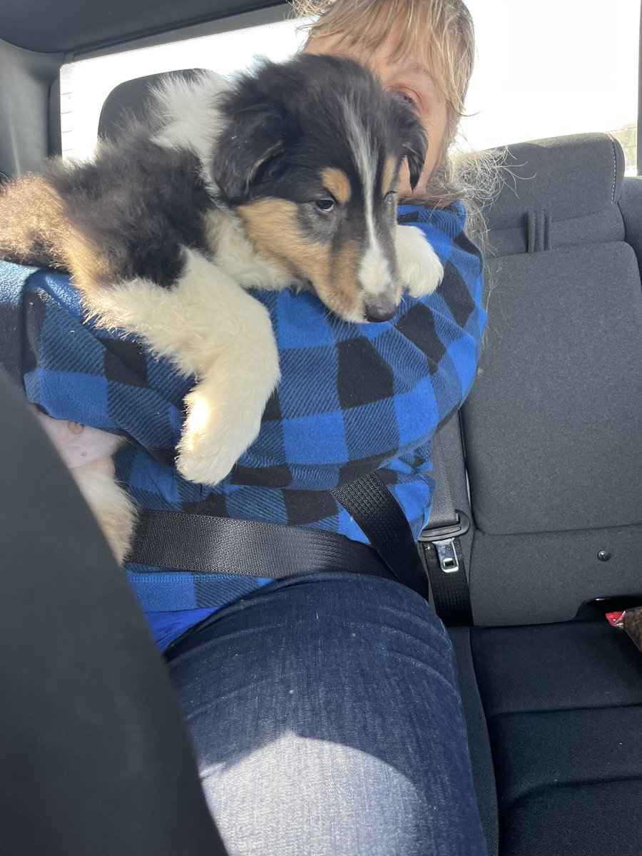 roscoe_collie's tweet photo. March 4, 2023 - the day my family drove nearly three hours to come get me. https://t.co/ElOo6FtuEh