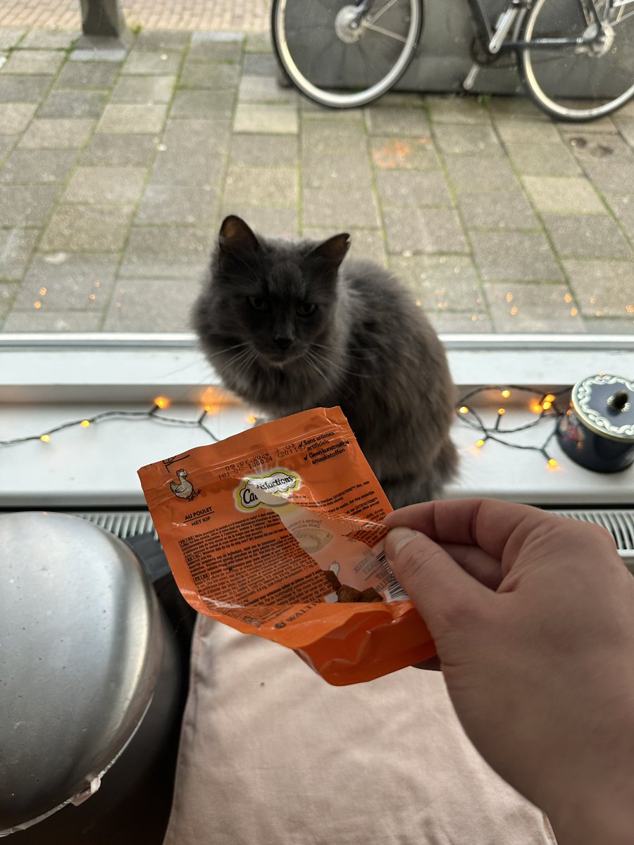 VrijndeSteede's tweet photo. Guilty???? #catisfactions https://t.co/ZPPwJanTbn