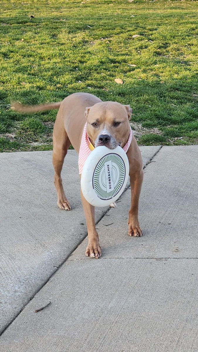 Check out this (beyond) handsome boy! 🤩  This is Ivan in Illinois, doing a pAWsome job modeling our Ocean Caster (Flying Disc).  🐾🥰  

#Upcycled #OceanPlastic #EcoFriendly #CircularEconomy #SundayFunDay 

 EcoBeachie.com