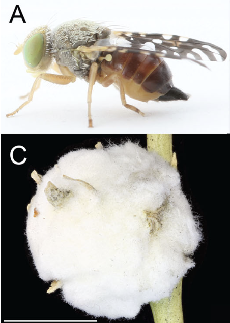 Ellen O. Martinson (@wasp_venom) on Twitter photo Excited to share our new #galls paper! Describing a fun phenomenon in a new system <a href="/bugs_in_bugs/">Vince Martinson</a>, <a href="/qbaine/">Quin Baine</a>, and I have been developing using Aciurina gall flies on rabbitbrush (or chamisa). Below is our fly A. bigeloviae and the gall it induces, however...
onlinelibrary.wiley.com/share/author/I⦠Excited to share our new #galls paper! Describing a fun phenomenon in a new system <a href="/bugs_in_bugs/">Vince Martinson</a>, <a href="/qbaine/">Quin Baine</a>, and I have been developing using Aciurina gall flies on rabbitbrush (or chamisa). Below is our fly A. bigeloviae and the gall it induces, however...
onlinelibrary.wiley.com/share/author/Iā¦
