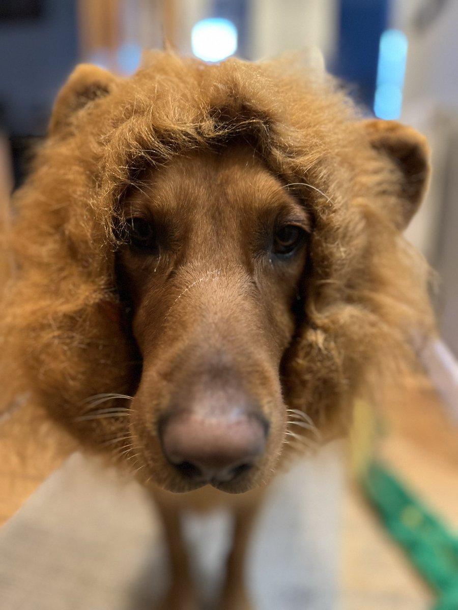 BraeviewG's tweet photo. Ivor ( or is it !!? ) trying out his wig for Crazy Hair Day on Thursday 30th …don’t forget yours 🤣🦁🐶 Wellness Week @BraeviewAcademy @pv_braeview #WeAreBraeview #DundeeLearning https://t.co/fWFNCXhlrY